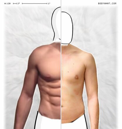 Torso Comparison