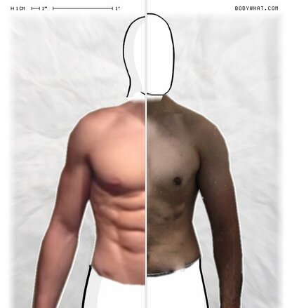 Torso Comparison