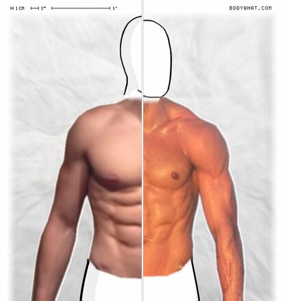 Torso Comparison