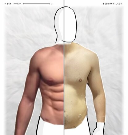 Torso Comparison