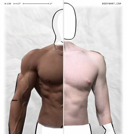 Torso Comparison