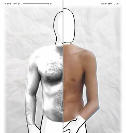 Torso Comparison