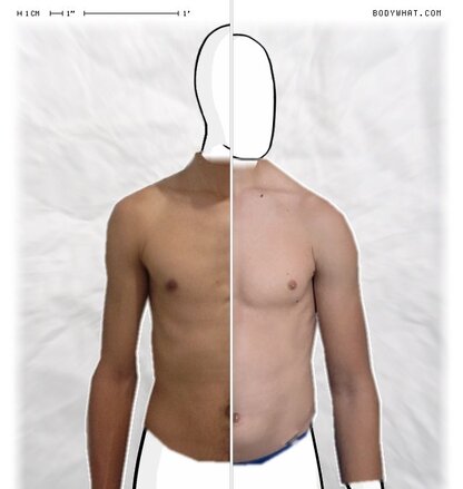 Torso Comparison