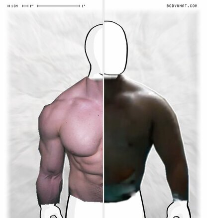 Torso Comparison