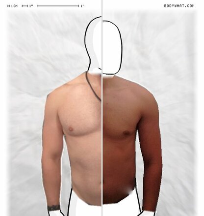 Torso Comparison