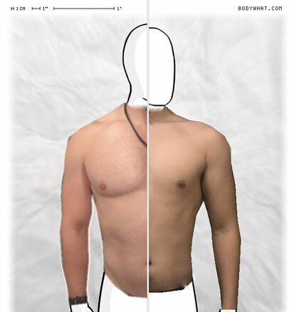 Torso Comparison