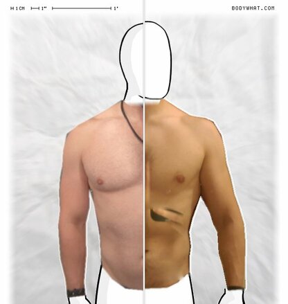 Torso Comparison