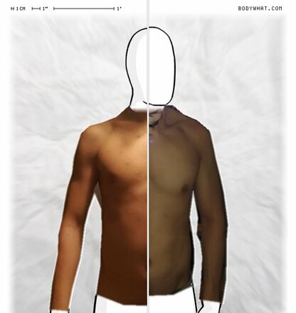 Torso Comparison