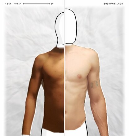 Torso Comparison