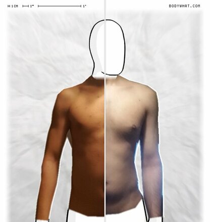 Torso Comparison