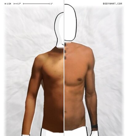 Torso Comparison