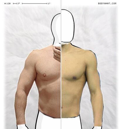 Torso Comparison