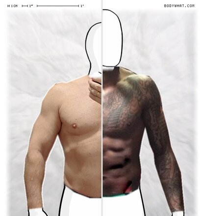 Torso Comparison