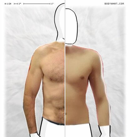 Torso Comparison