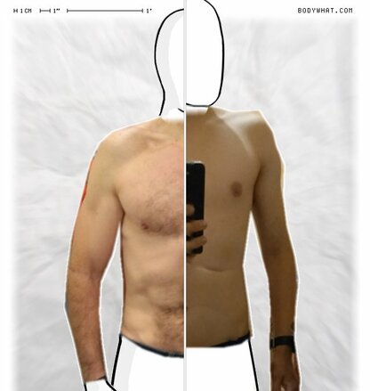 Torso Comparison