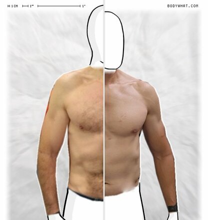 Torso Comparison
