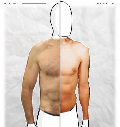 Torso Comparison