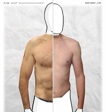 Torso Comparison