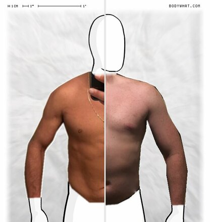 Torso Comparison