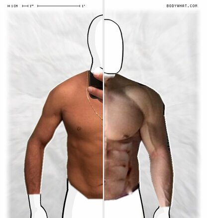 Torso Comparison