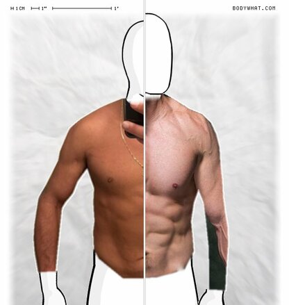 Torso Comparison