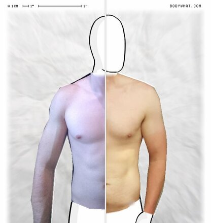 Torso Comparison