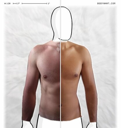 Torso Comparison