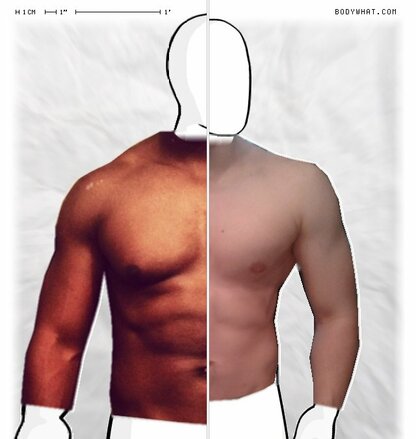 Torso Comparison