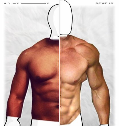 Torso Comparison