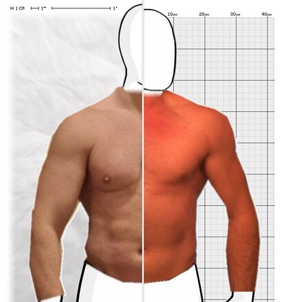 Torso Comparison