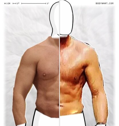 Torso Comparison
