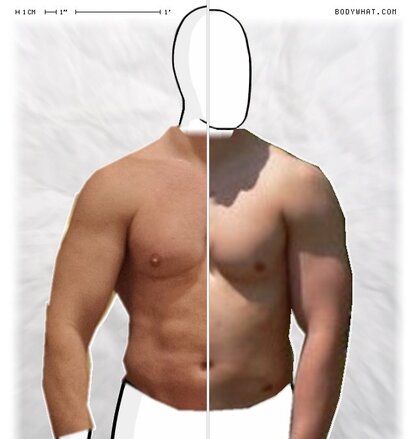 Torso Comparison