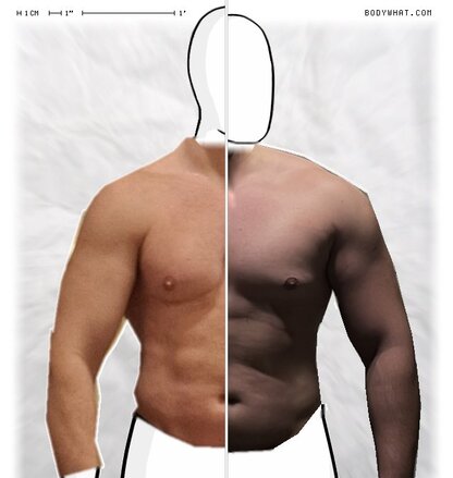 Torso Comparison
