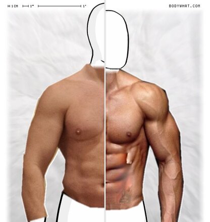 Torso Comparison