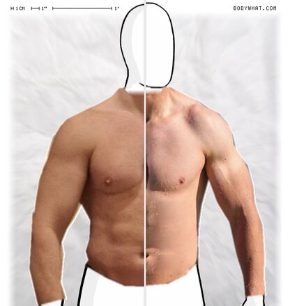Torso Comparison