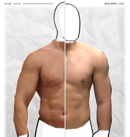 Torso Comparison