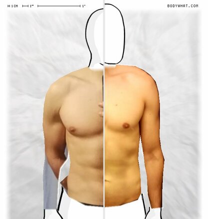 Torso Comparison