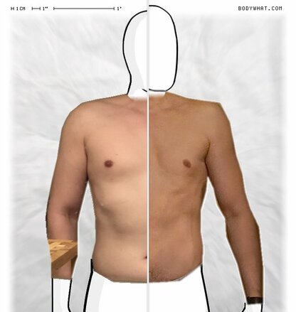 Torso Comparison