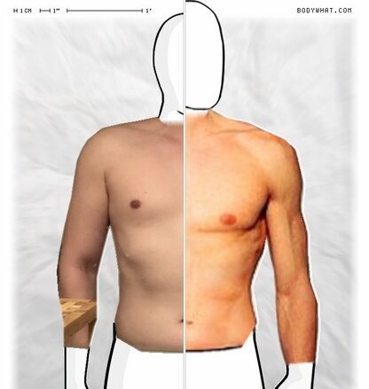 Torso Comparison