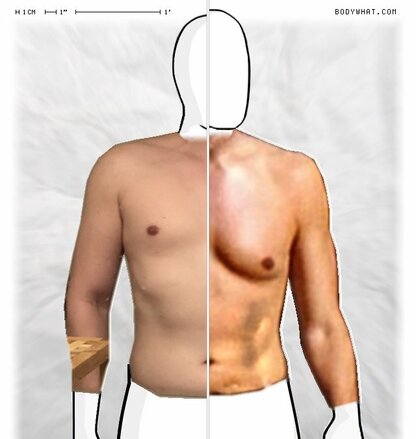 Torso Comparison