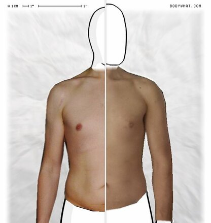 Torso Comparison