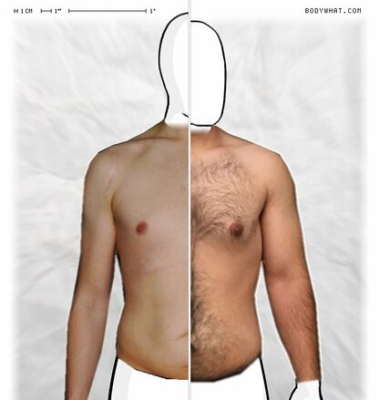 Torso Comparison