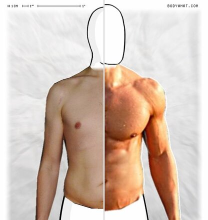 Torso Comparison