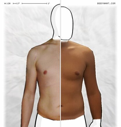 Torso Comparison