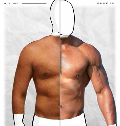 Torso Comparison