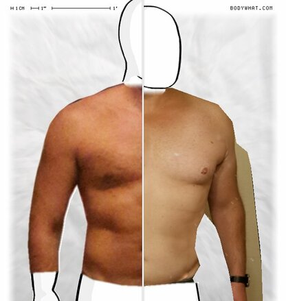 Torso Comparison