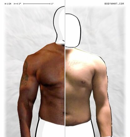 Torso Comparison