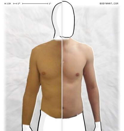 Torso Comparison