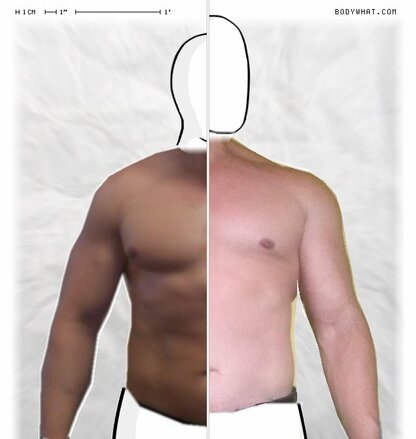 Torso Comparison