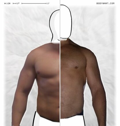 Torso Comparison